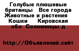 Голубые плюшевые британцы - Все города Животные и растения » Кошки   . Кировская обл.,Соломинцы д.